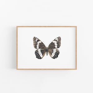 Stampa di farfalle, pittura di insetti, pittura di farfalle, natura, arte di insetti, pittura ad acquerello, stampa artistica di acquerelli, insetti, arte di farfalle
