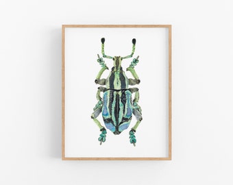 Watercolor Beetle Art Print: Green & Blue Weevil Illustration