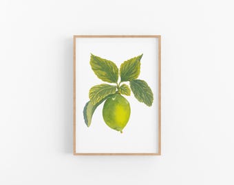 Impresión artística de acuarela de lima: Pintura de frutas de cocina