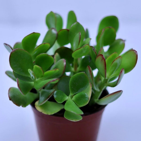 Jade Plant (Crassula), jade tree