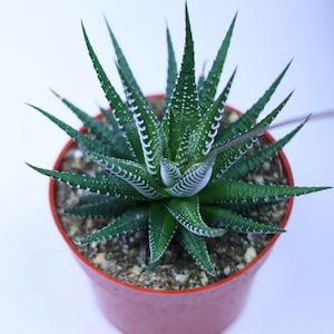 Zebra Plant (Haworthia Fasciata)