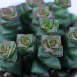 String of Buttons, Crassula Perforata 4”