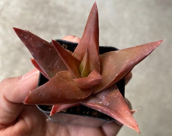 Aloe "Walmsley's Bronze" 2”