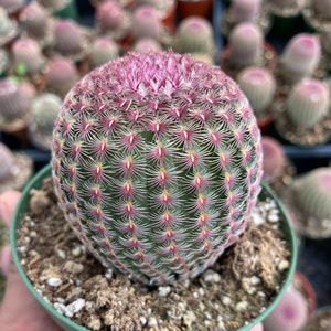 May include: A small, round cactus with pink and green spines in a green pot. The cactus is in a person's hand.