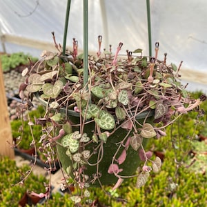 May include: A hanging green plastic pot filled with a String of Hearts plant. The plant has heart-shaped leaves with a mix of green and white patterns. Pink stems and small flowers are visible, with other plants in the background.