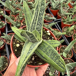 Gasteria Spotted Ox Tongue Rare Succulent Live Plant 4”