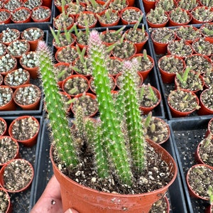 Rattail Cactus 4”, live plant