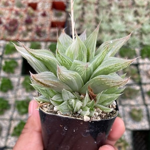 Haworthia retusa &#39;White Ghost“ 2.5”