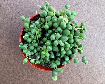 String of Pearlss, hanging plant, live succulent