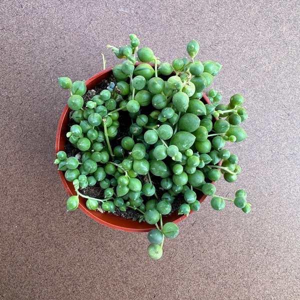 String of Pearlss, hanging plant, live succulent