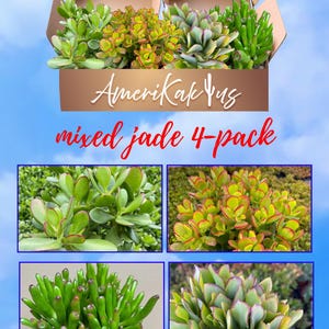 May include: A 4-pack of mixed jade succulent plants in brown cardboard boxes. The boxes are labeled "AmeriKakTus mixed jade 4-pack". The plants are in different varieties, including green, red, and variegated.