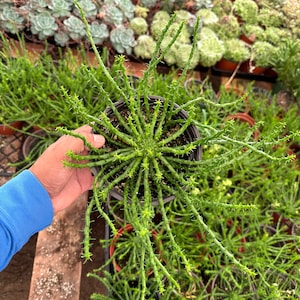 euphorbia flanaganii  (Medusa’s Head)