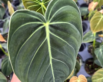 Philodendron Black Gold Starter Plant **(ALL Plants Require You to Purchase  ANY 2 Plants!)** - Etsy