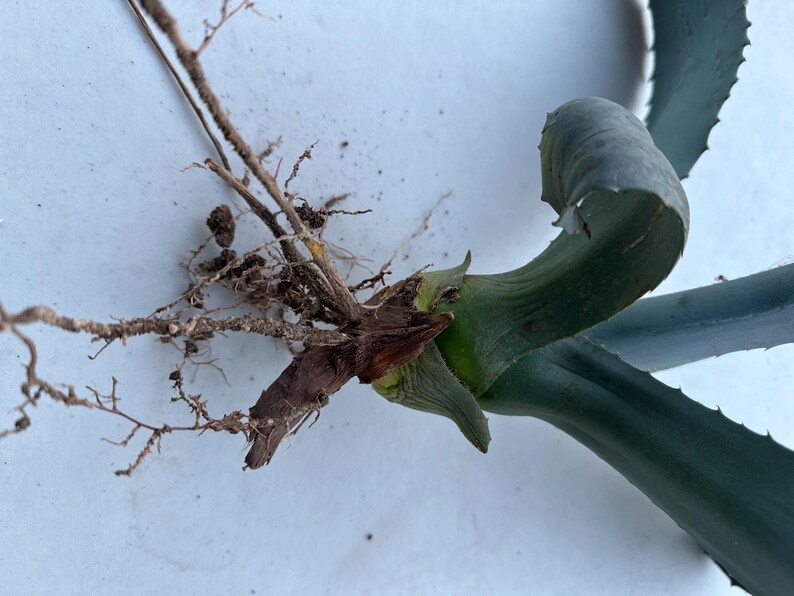 Century Plant - Agave Americana Pup 1’ - Etsy