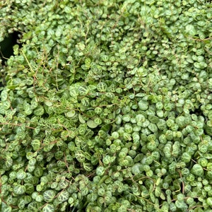 String of turtles Peperomia Prostrata, live plant image 5