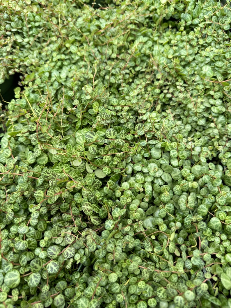 String of turtles Peperomia Prostrata, live plant afbeelding 5