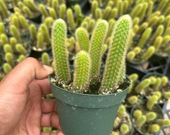 Golden Rat Tail Cactus (Cleistocactus winteri) 4”