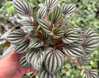 Peperomia piccolo banda 4”