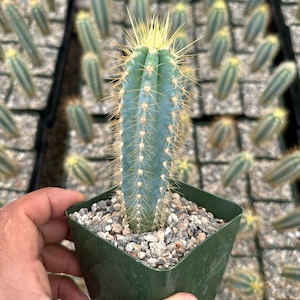 Pilosocereus pachycladus, blue torch cactus, rare cactus 3.5”