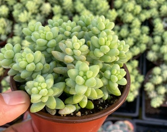 Burro’s Tail (Donkey Tail)