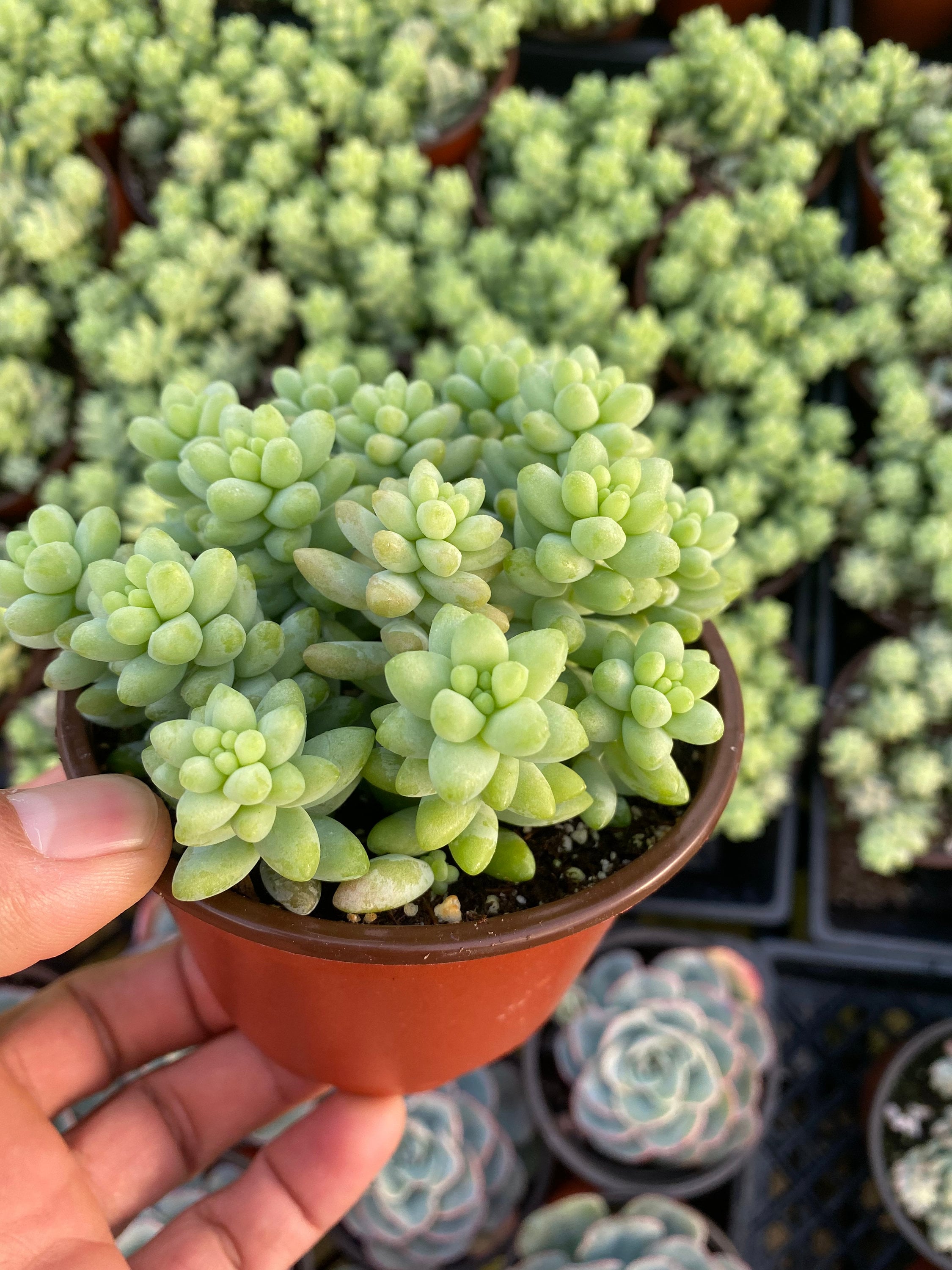 Burros Tail donkey Tail Etsy