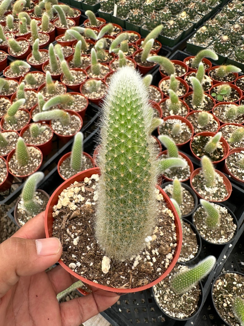 Monkey tail