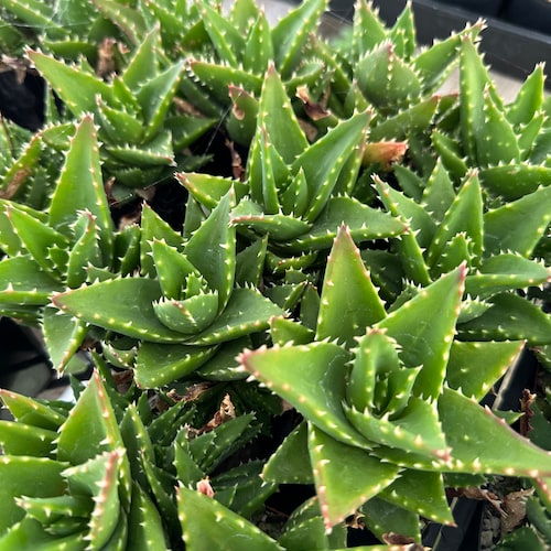 Aloe Perfoliata 4 - Etsy
