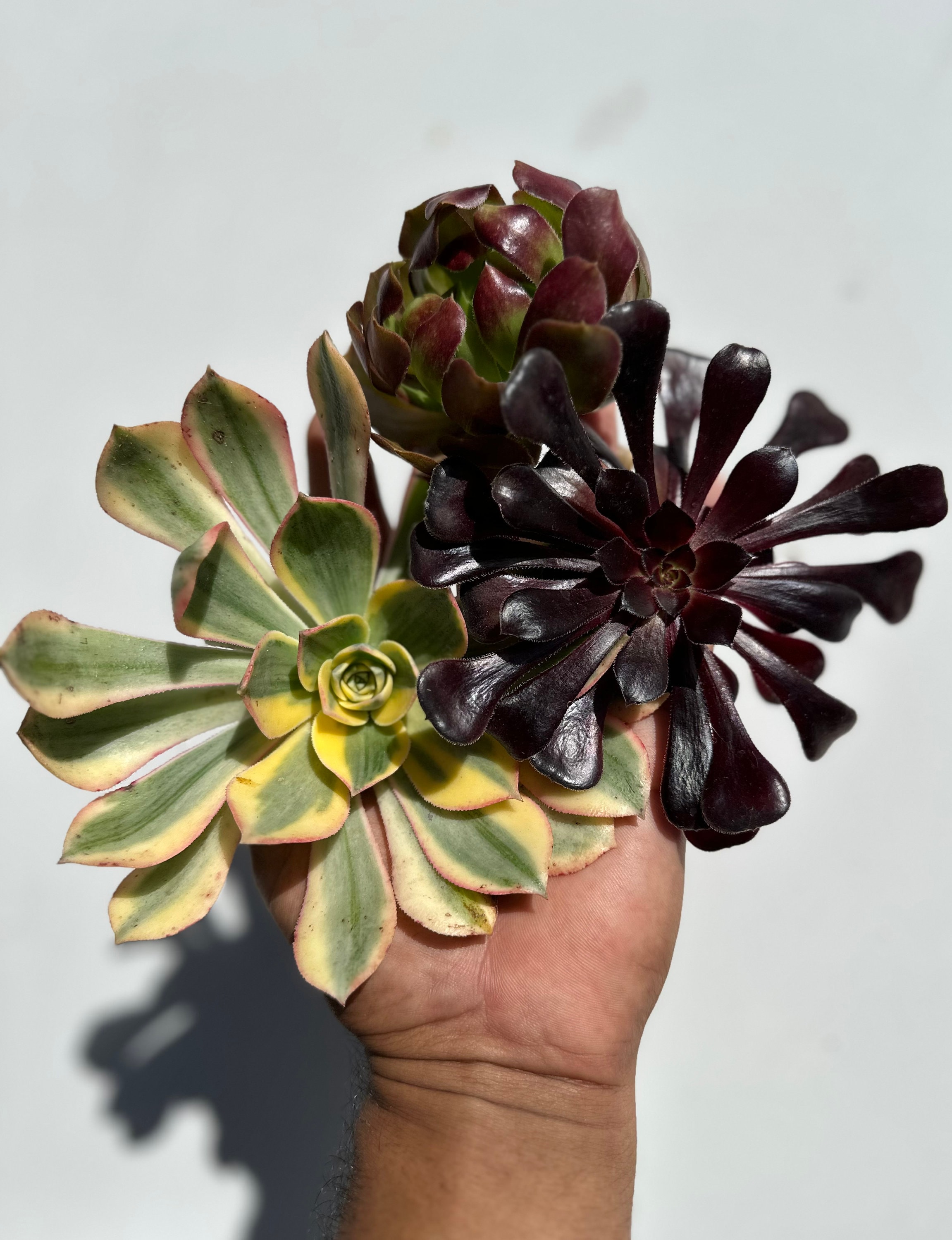 Aeonium Rosette Combo