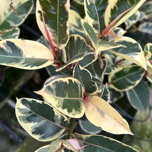 May include: Close-up of a variegated rubber plant with large, oval-shaped leaves. The leaves display a mix of dark green, creamy yellow, and light green hues. The stems are a reddish-pink color, and the plant appears healthy and vibrant.