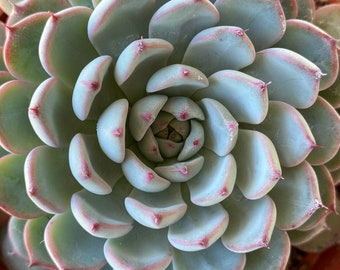 May include: Close-up of a succulent plant with tightly packed, pale green leaves. The leaves have pinkish-red edges and tips, creating a striking contrast. The plant is in a brown pot, showcasing its symmetrical, rosette shape.