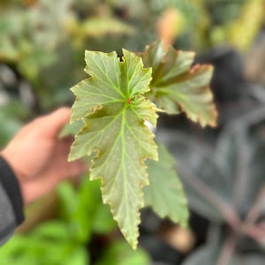 May include: Close-up of a green begonia leaf with a serrated edge. The leaf has prominent veins and a reddish-pink center. The background is blurred, showing other plants. The begonia is a popular houseplant.