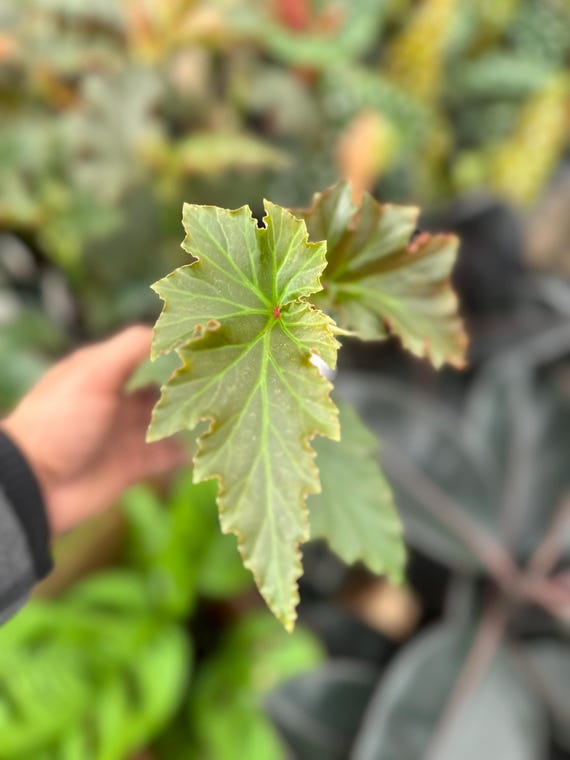 Angel Wing Begonia "Irene Nuss” 4”