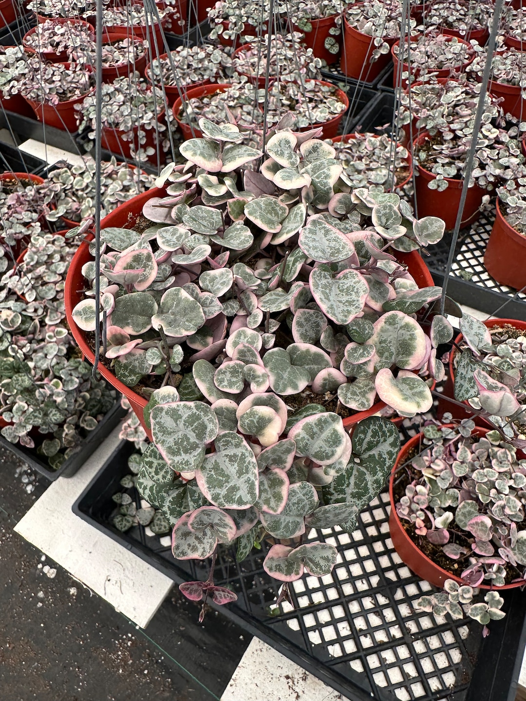 Variegated String of Hearts Etsy