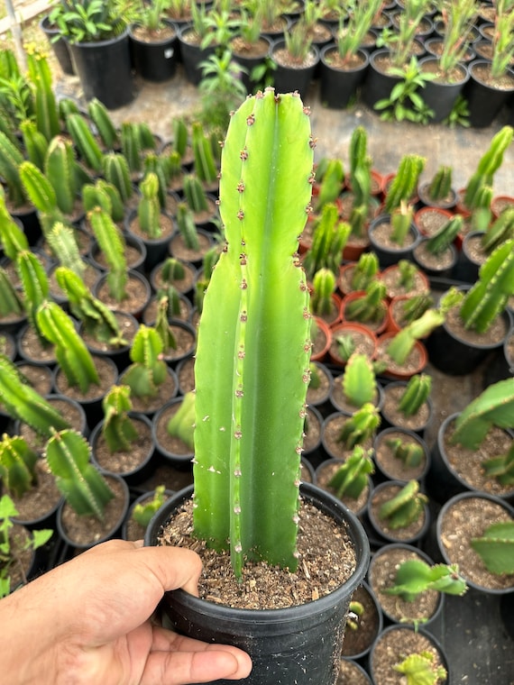 Euphorbia Ingens, Candelabra Tree (one Gallon, Rooted) Bare Root - Etsy
