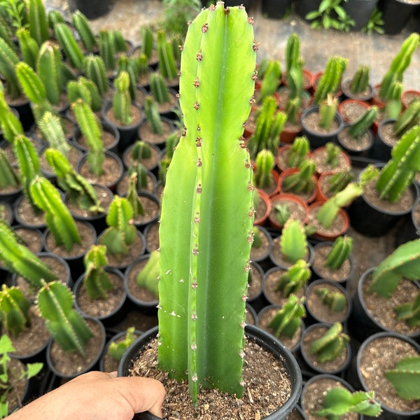 Euphorbia ingens, candelabra tree (one gallon, rooted) bare root