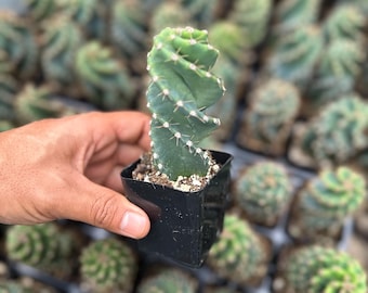 Sansevieria Trifasciata Hahnii Silver Zebra B/ Sansevieria Silver