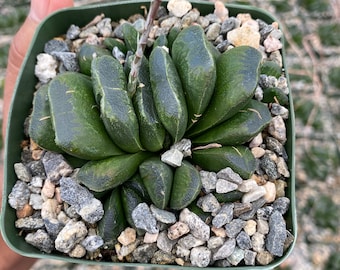 Haworthia truncata 3.5”