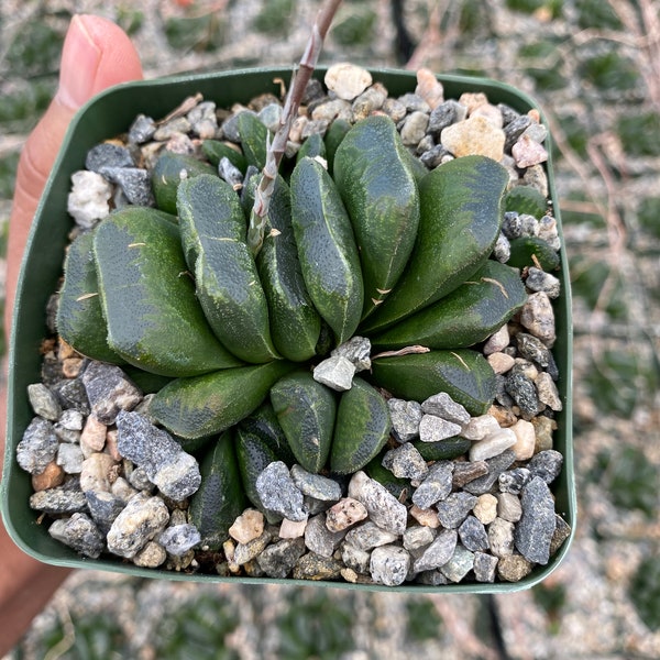 Haworthia truncata 3.5”