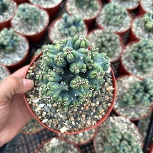 May include: A close-up of a green cactus with many small round segments, potted in a terracotta pot. The cactus is surrounded by other cacti in terracotta pots.