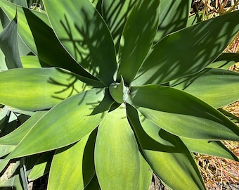 Agave Attenuata, foxtail agave (ships bate root)