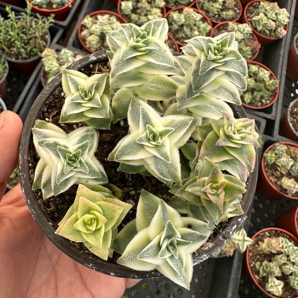 Crassula perforata f. variegata - Variegated String of Buttons 4”