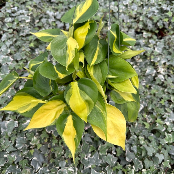 Philodendron Brasil 6”