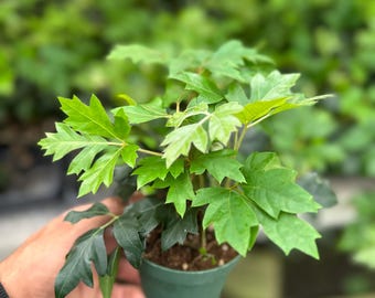 Oak Ivy (Oakleaf Ivy) – Live Trailing Plant 4”