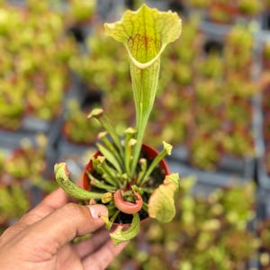 May include: A Sarracenia pitcher plant in a small terracotta-colored plastic pot. The plant features multiple upright, tubular leaves with a pale yellow-green color and prominent red veining, with one tall, prominent pitcher extending upward.