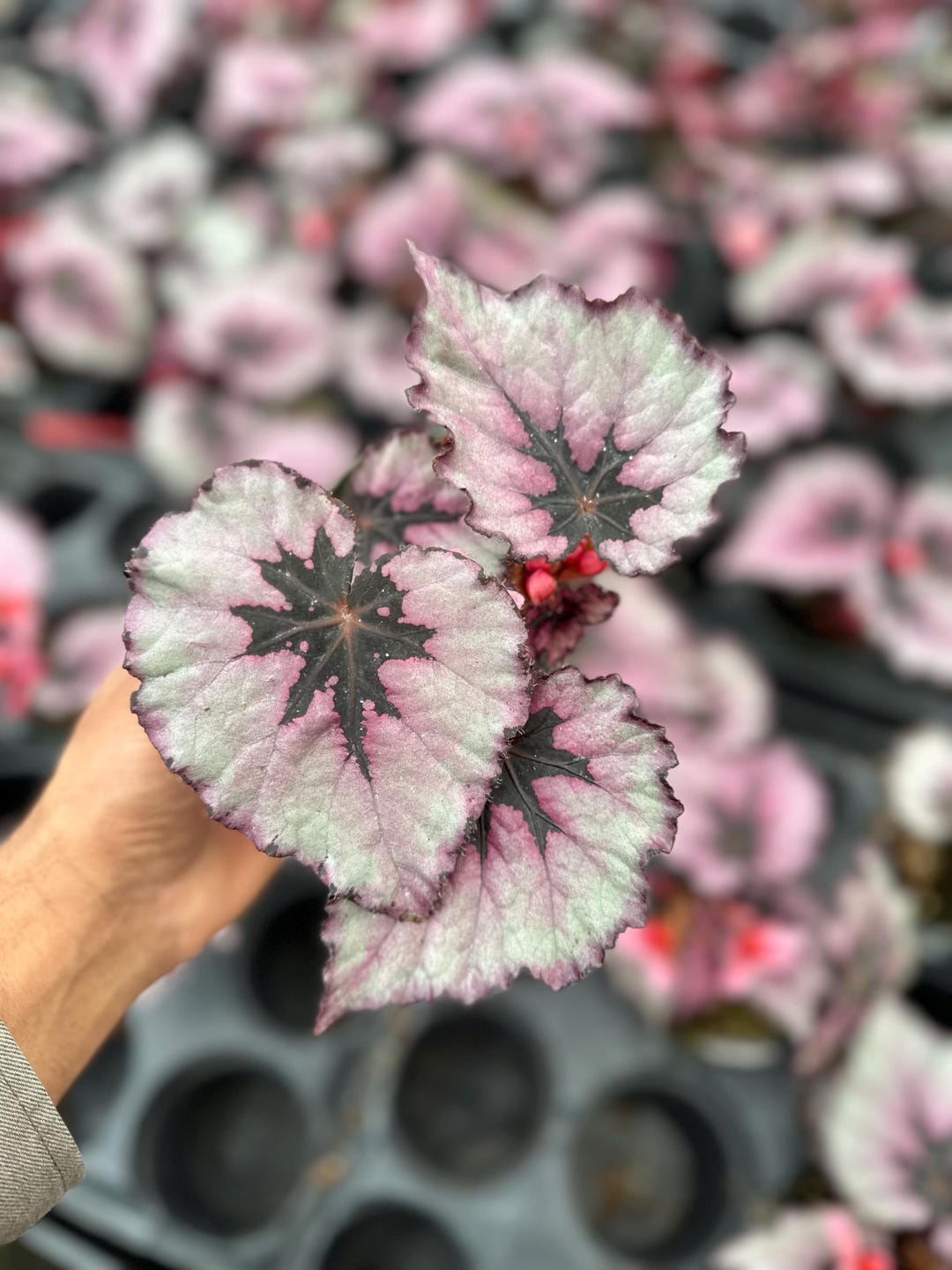 Rex Raptor Blush Rex Begonia ‘mazatlan Blush’ 4” - Etsy