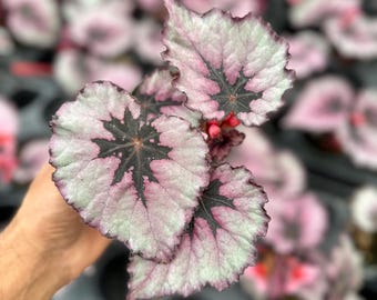 Rex Begonia 'harmony's Cherry Bomb' Hot Pink Variegated Live House