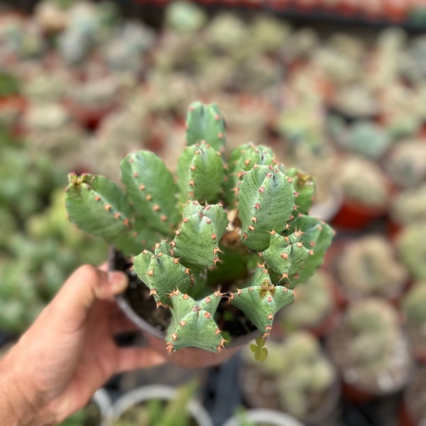 Euphorbia resinifera, the resin spurge 6”