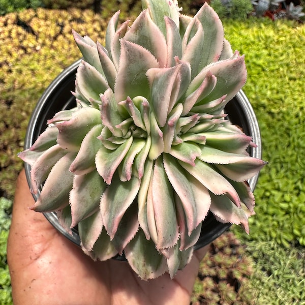 Rare Crested Aeonium 'Sunburst' Variegated Succulent 4”