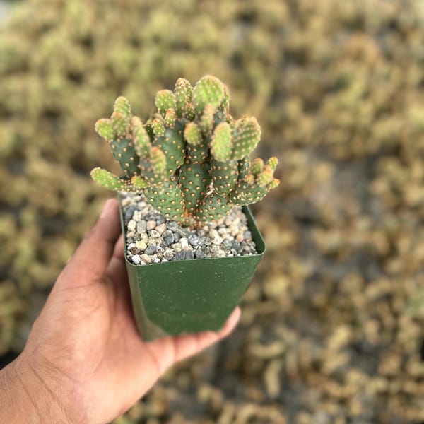 Opuntia rufida minima 'Mini Cinnamon Cactus' 3.5”