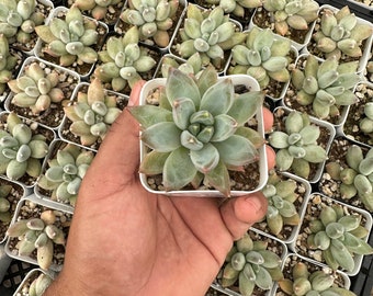 Pachyphytum Compactum 'Little Jewel' 2”